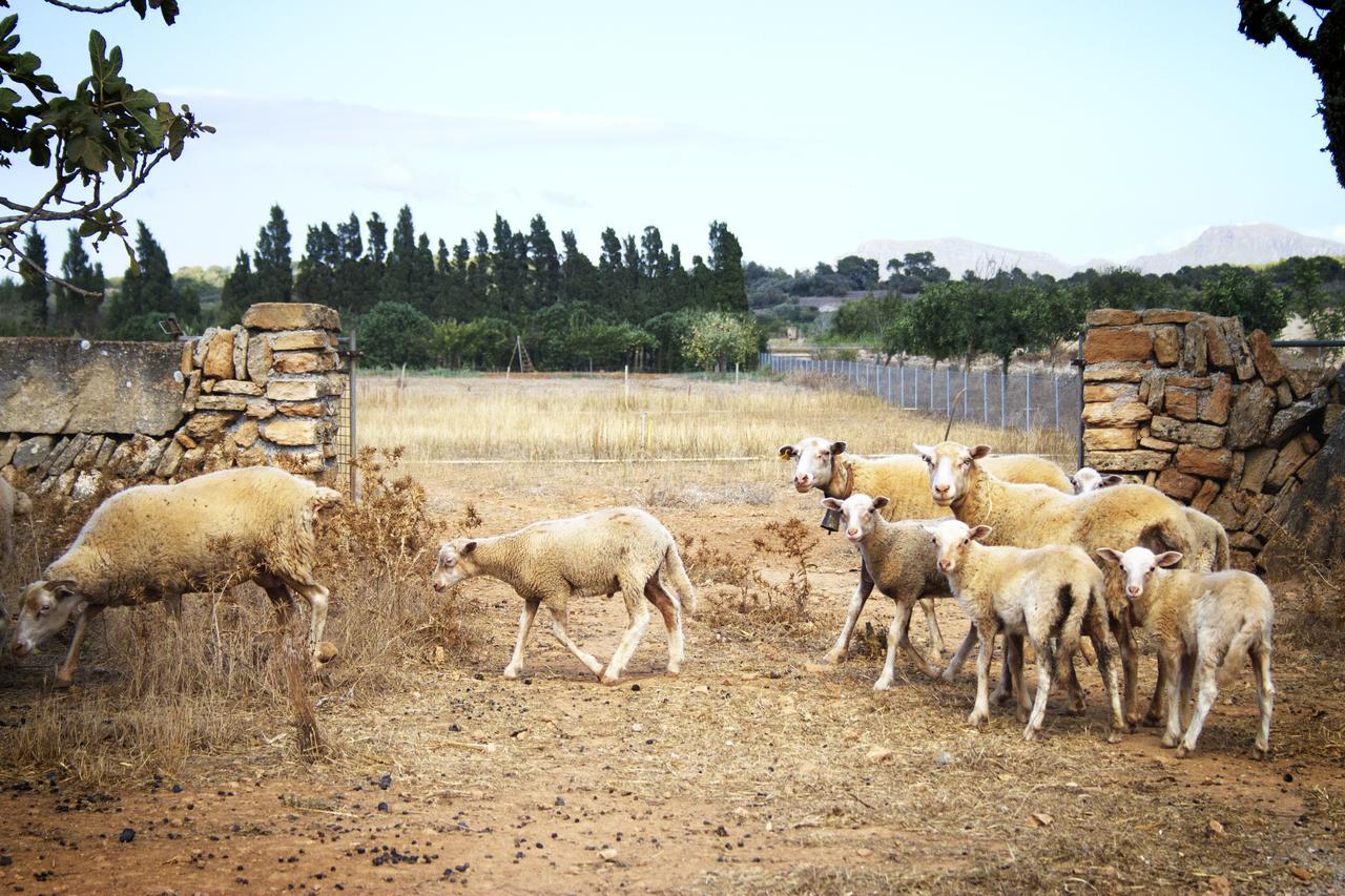 Can Pere Rei Son Serra de Marina Exterior foto