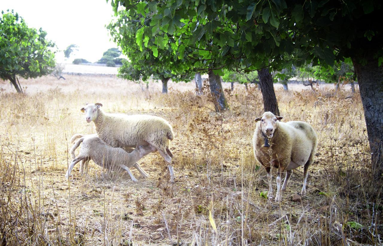 Can Pere Rei Son Serra de Marina Exterior foto